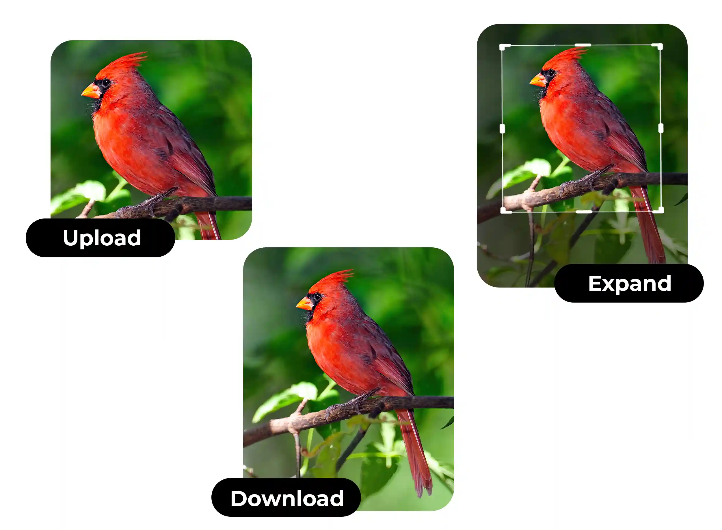 Image stretcher to resize photos easily dresma